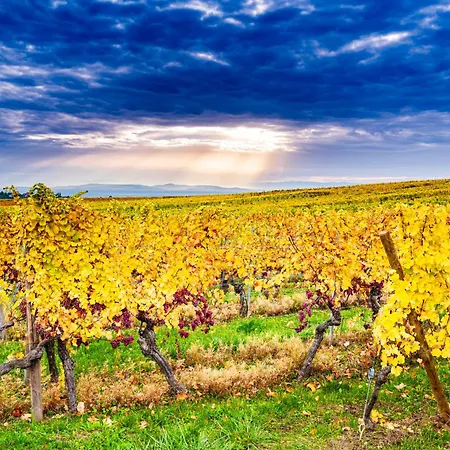 Apartamento **** L'atelier Du Tonnelier Ribeauvillé