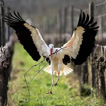 **** L'atelier Du Tonnelier Apartamento Ribeauvillé